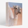 Travel | Assouline Camels From Saudi Arabia